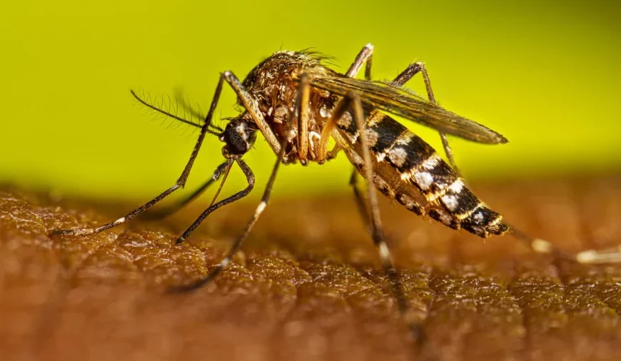 Confirman dos nuevos casos de dengue en Santa Rosa y uno en el área rural de Quines