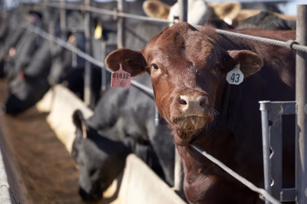 El Gobierno aclaró que el esquema de retenciones cero para la carne continuará hasta el 31 de octubre