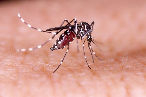 Realizarán una reunión interprovincial para fortaler la cooperación regional en la lucha contra el dengue