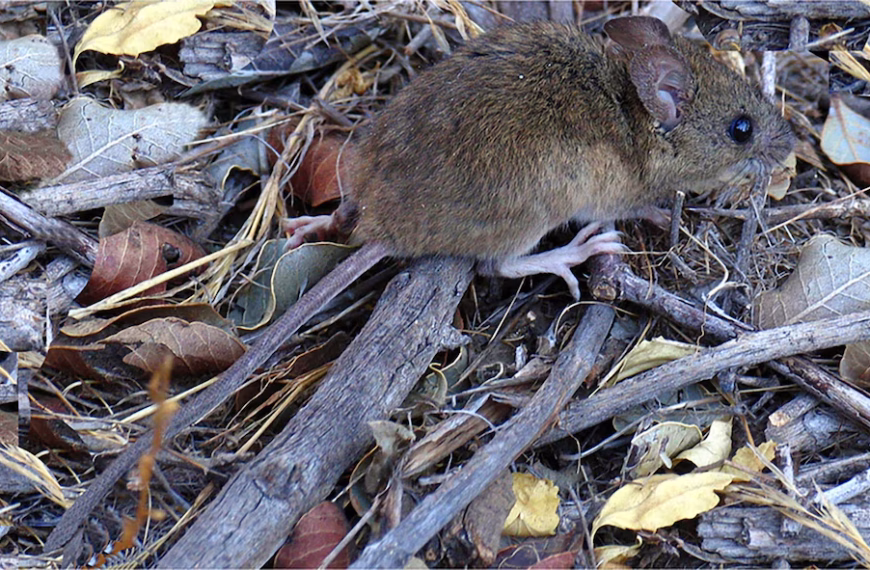Falleció una adolescente por hantavirus en Chubut